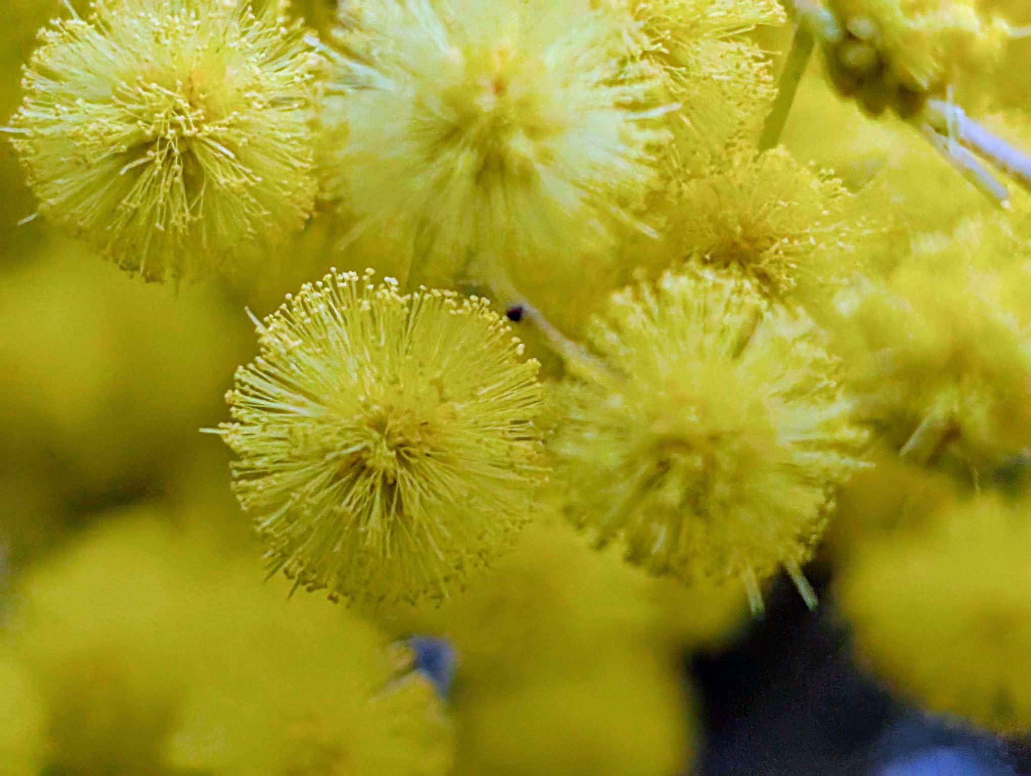 fleurs de mimosa en gros plan