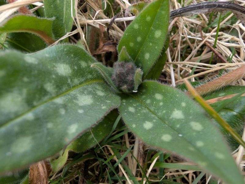 Pulmonaire en gros plan