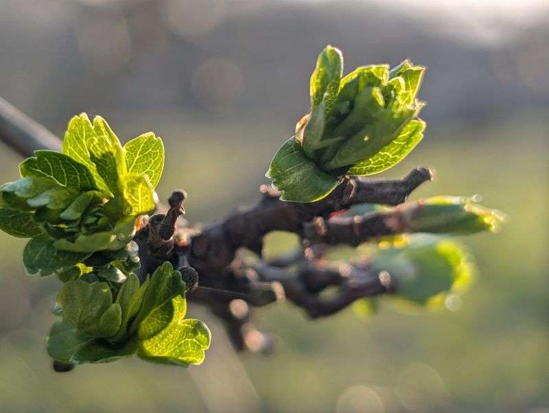 Des bourgeons d'aubépine caressés par le soleil
