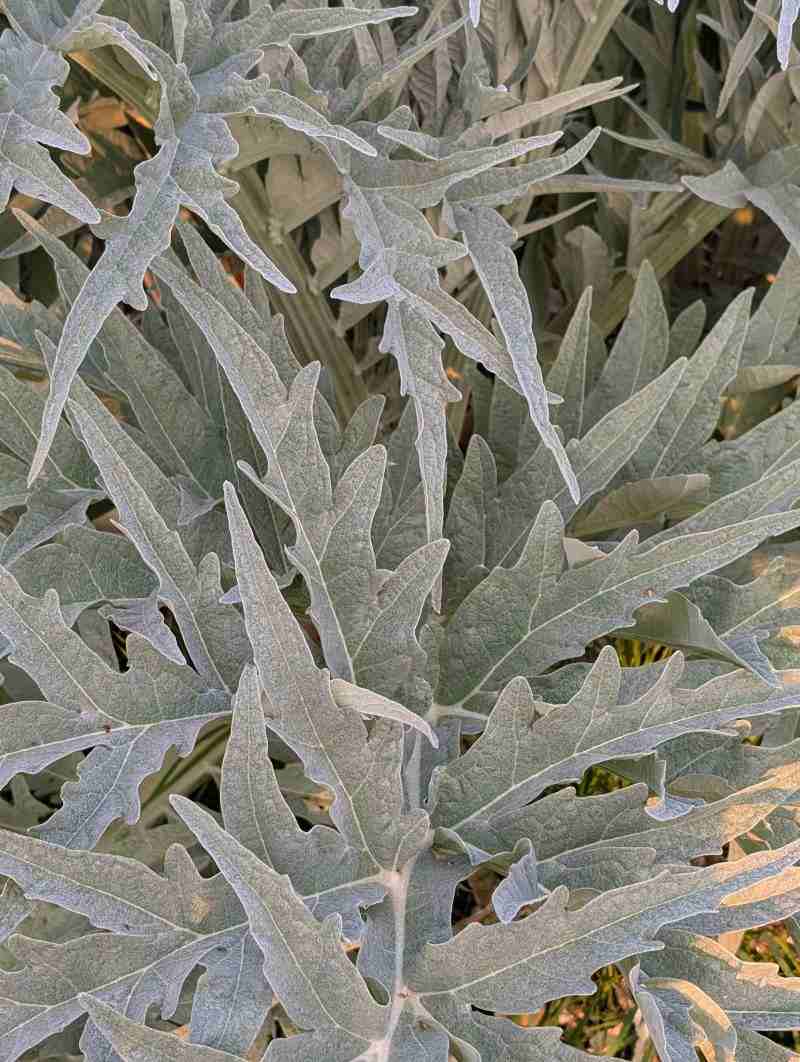 Des feuilles d'artichaut
