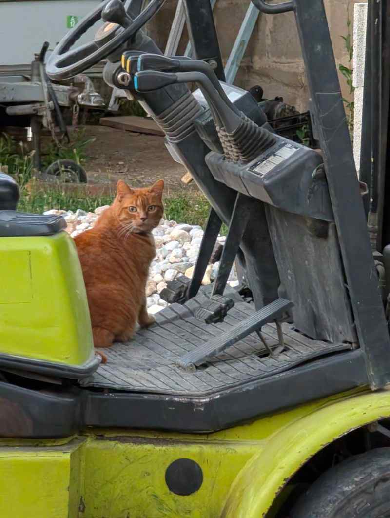 Un chat roux sur un engin de chantier