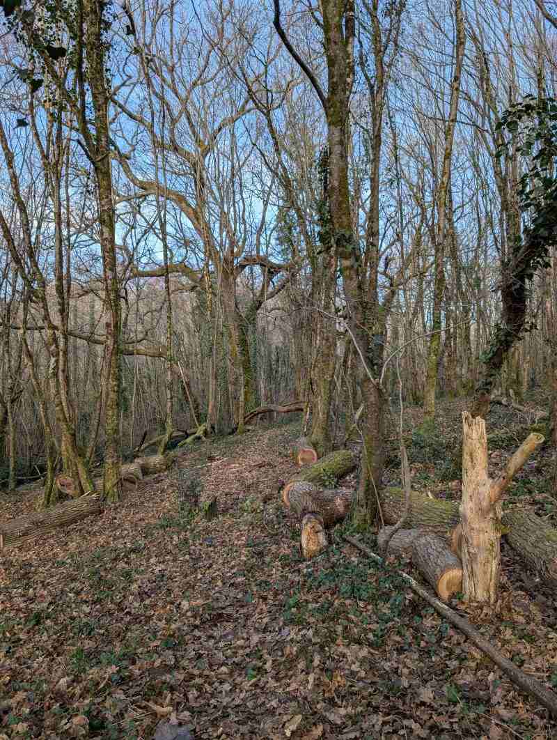 Le sentier de la fôret de La Belle Verte, sous un ciel d'automne