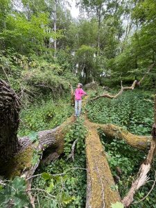 Katia au coeur de la fôret, sur un arbre à 3 grandes branches tombé au sol