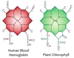 Schémas des molécules d'hémoglobine et de chlorophylle mis côte à côte