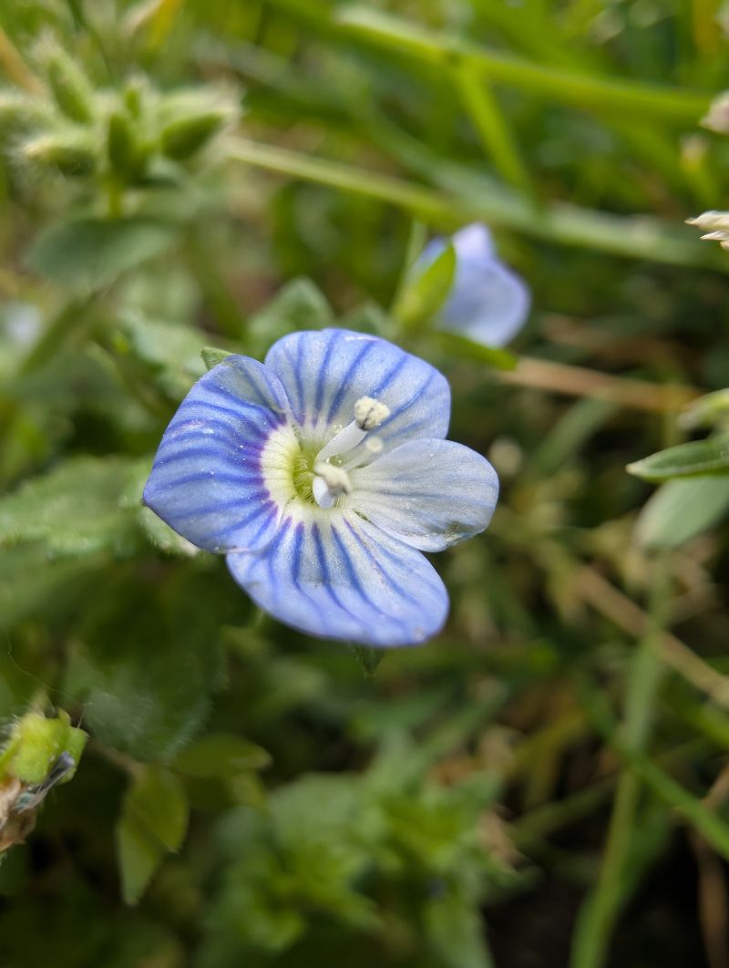 Une véronique bleue en pleine nature