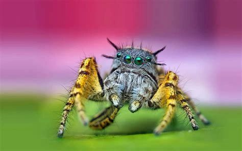 Une araignée
