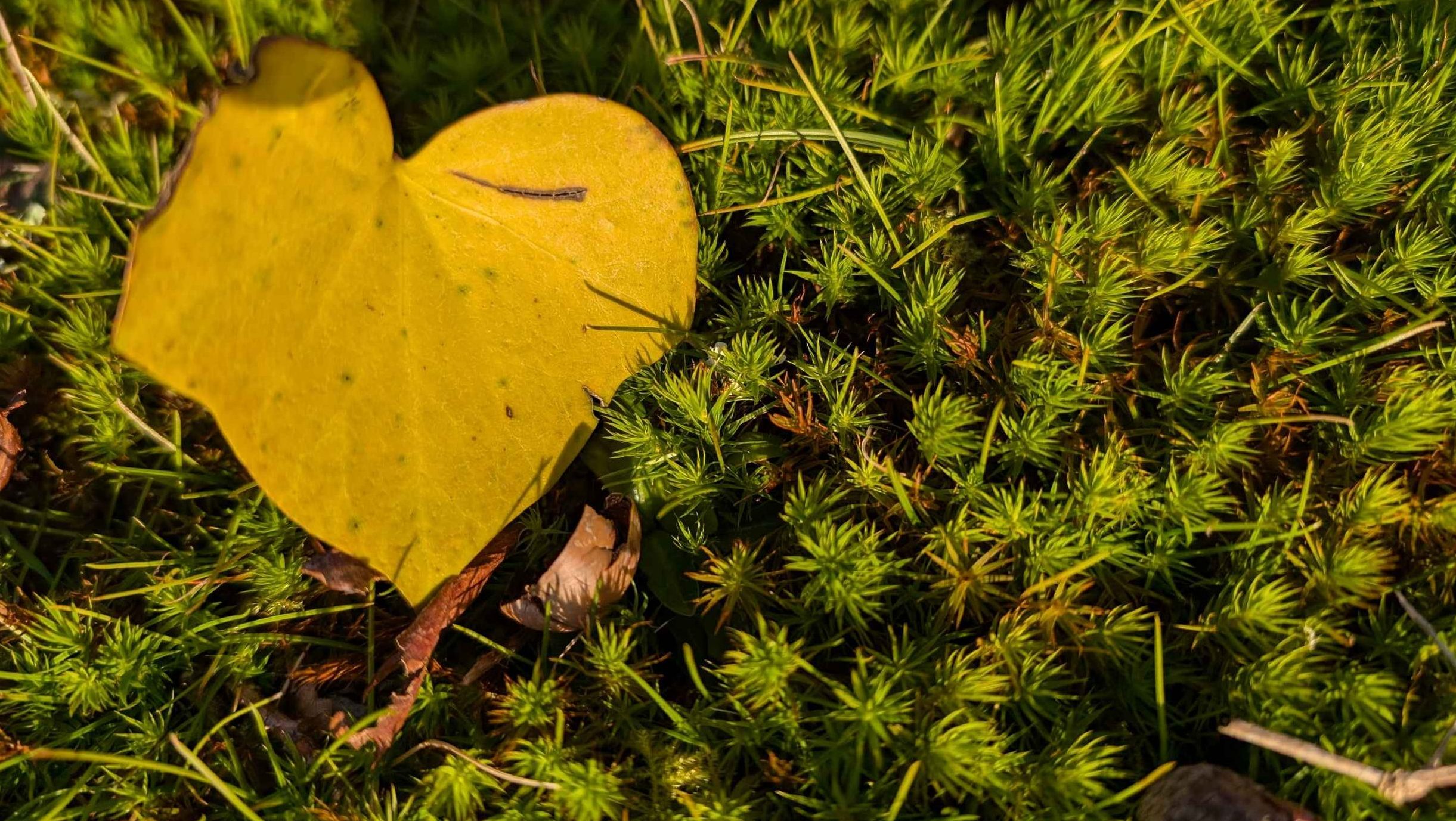feuille en forme de coeur sur un tapis de mousse