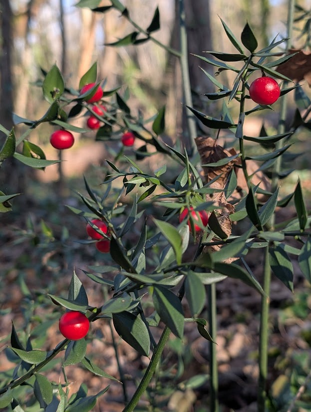 Quelques branches de fragons