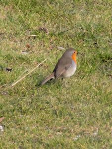 Un Rouge Gorge dans l'herbe à la belle verte