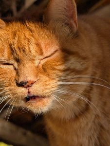 Portrait d'un chat roux habitant à La Belle Verte